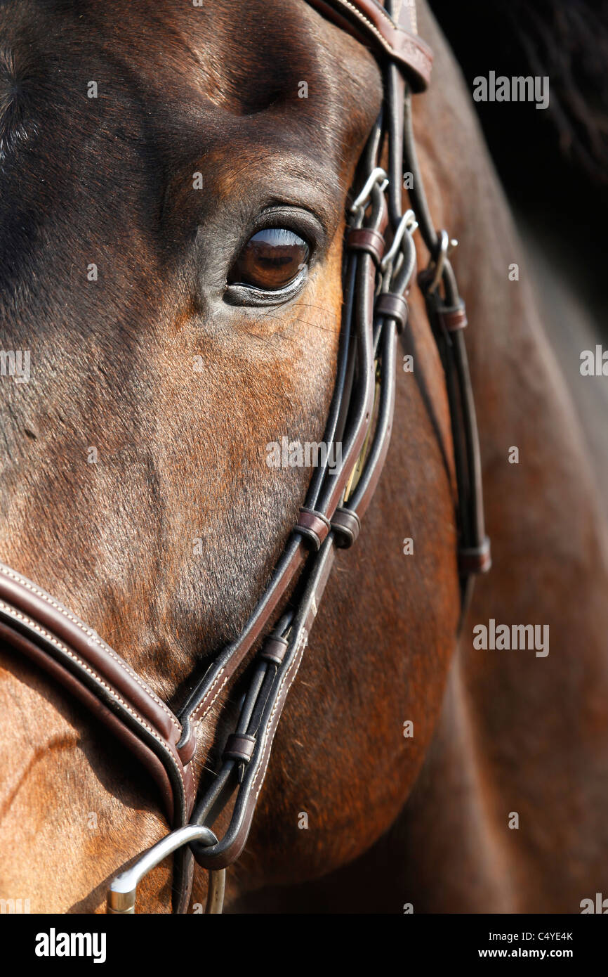 Close-up portrait à cheval. Banque D'Images