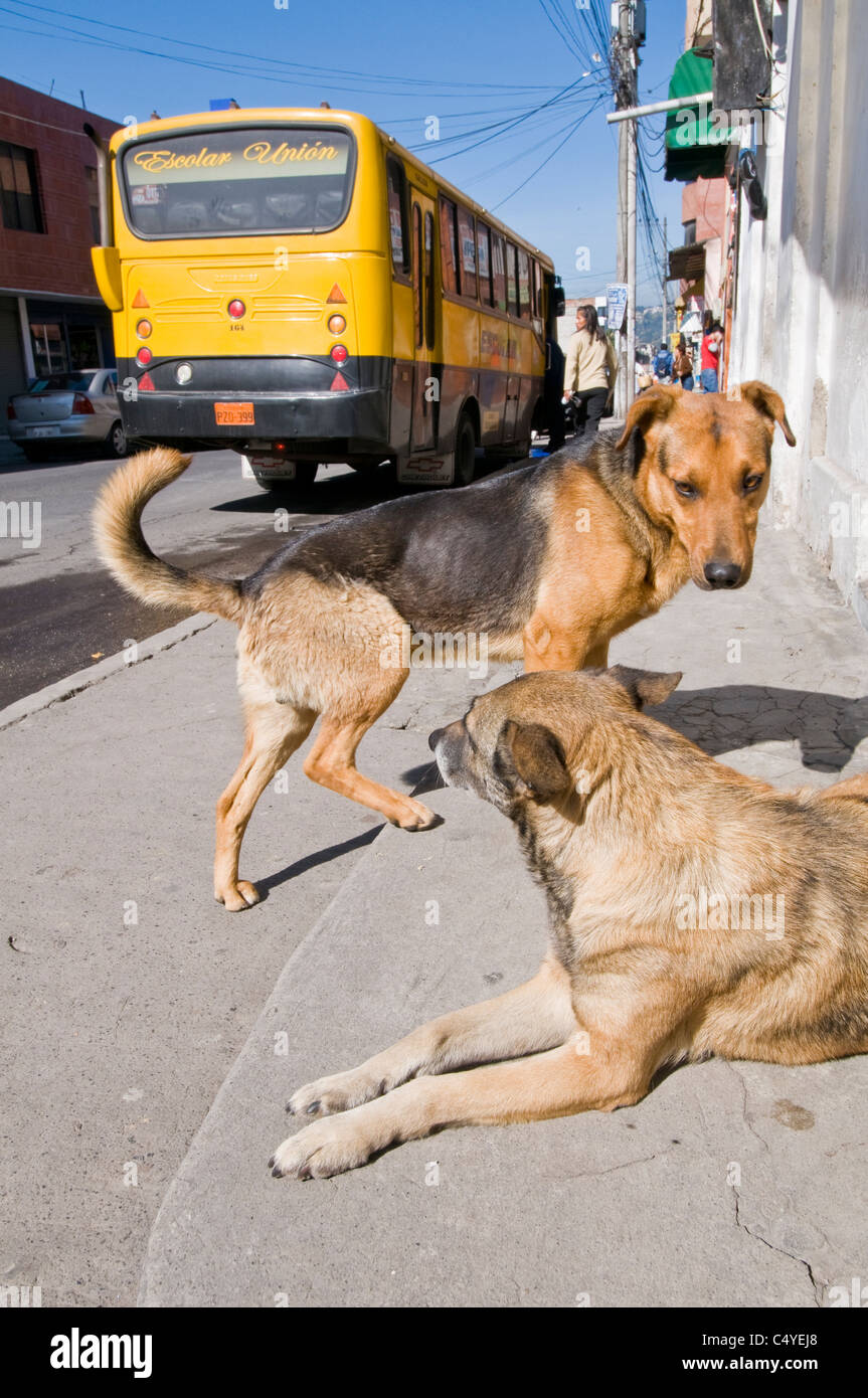 Chiens sur les trottoirs de la ville d'Otavalo, au nord de l'Équateur, en Amérique du Sud Banque D'Images