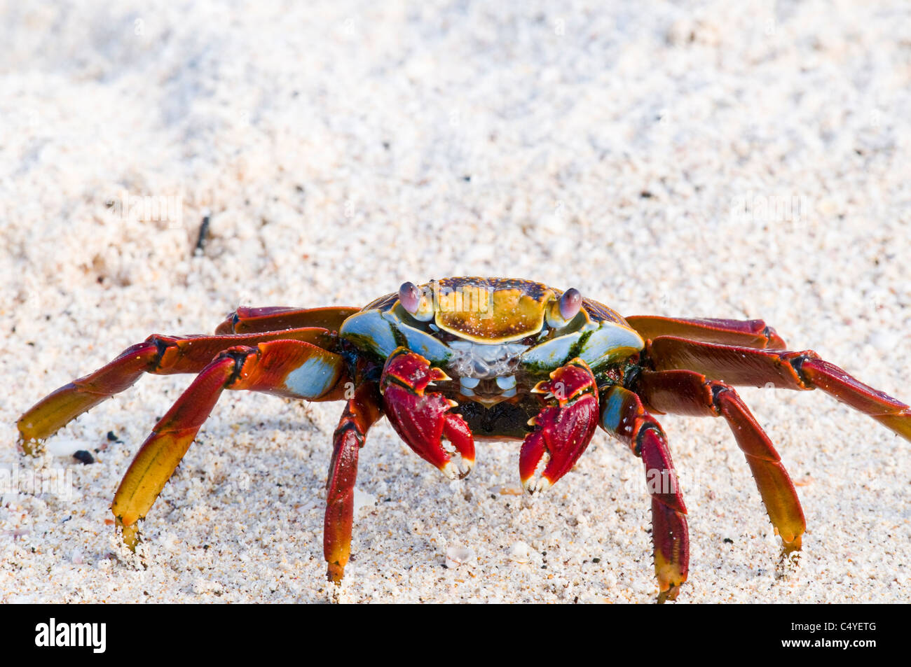 Sally Lightfoot crab sur plage sur l'Île Baltra aux Îles Galapagos Équateur Banque D'Images