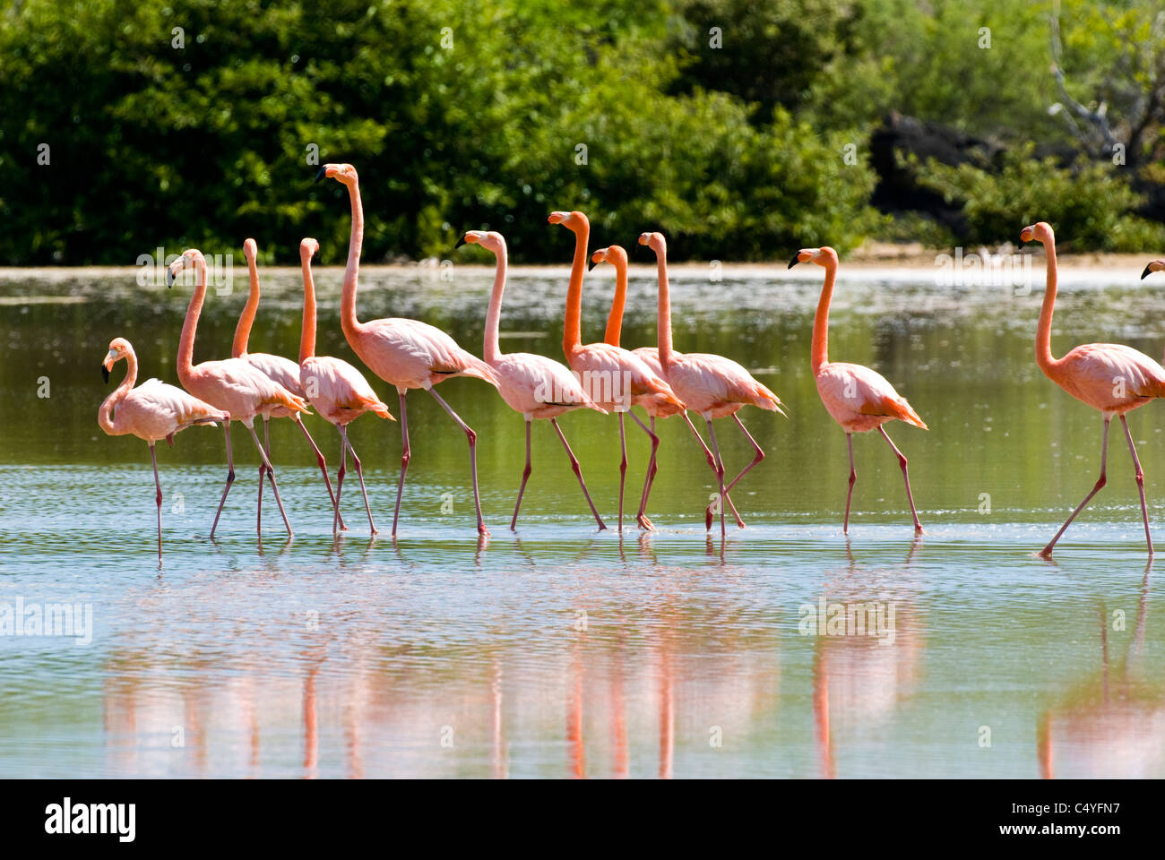 Plus de flamants roses dans le lagon de l'Île Floreana aux Îles Galapagos Équateur Banque D'Images