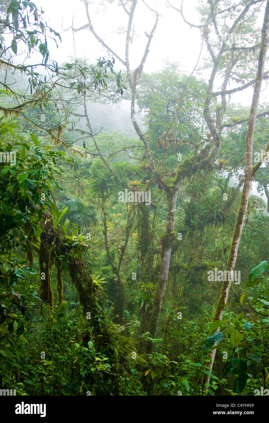 Forêt de nuage dans le nord de l'Équateur Banque D'Images