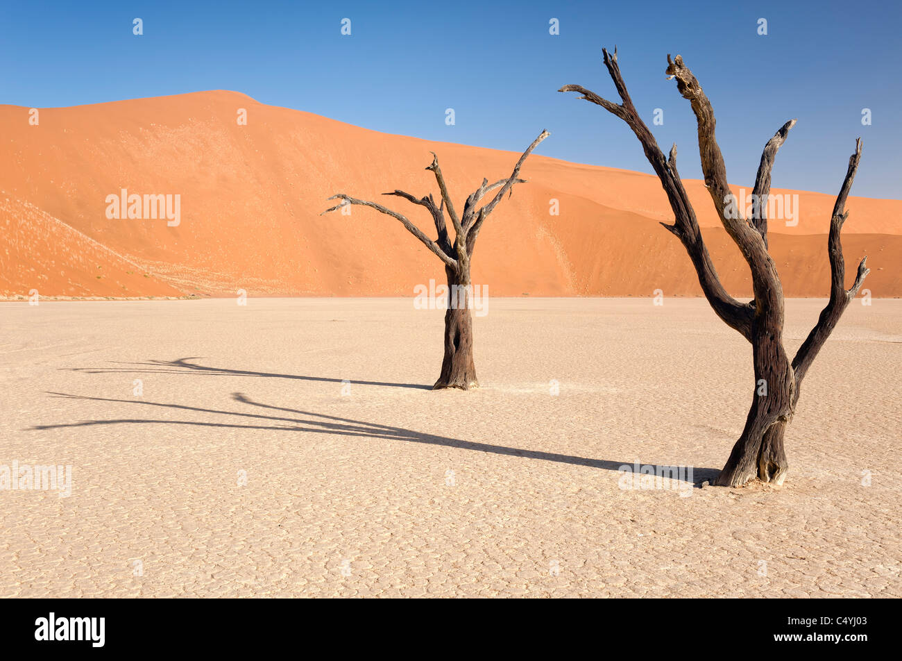 Camelthorn arbres morts, Sossusvlei, Désert du Namib, Namibie Banque D'Images