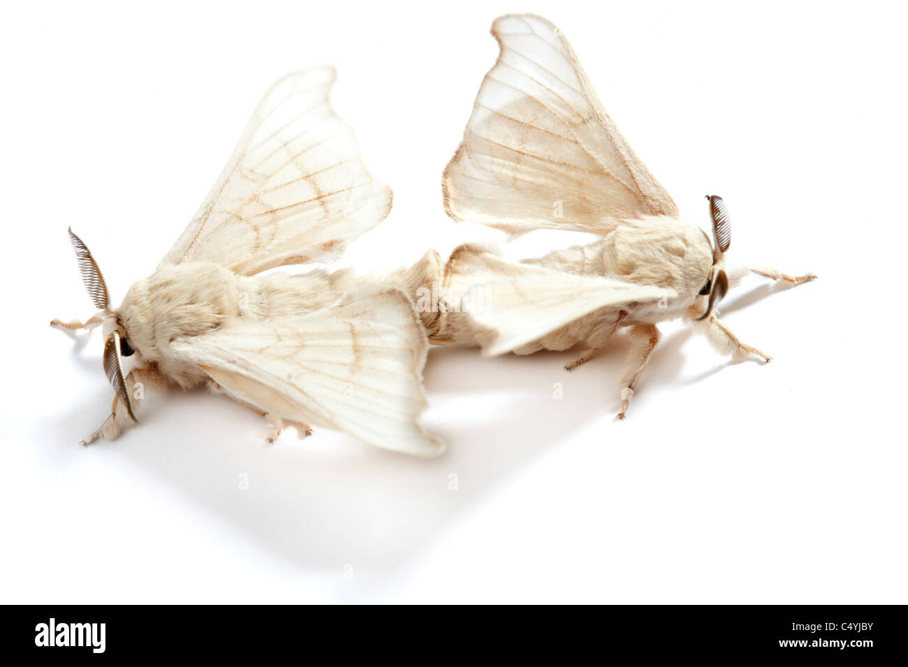 Deux papillons de vers à soie l'accouplement pour la reproduction sur fond blanc Banque D'Images