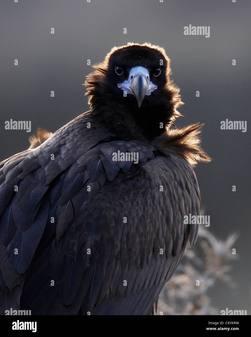 (Coprinus noir européen monachus), portrait. Banque D'Images