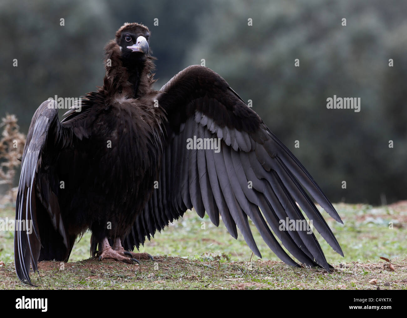 (Coprinus noir européen monachus) Comité permanent sur le terrain avec les ailes ouvertes. Banque D'Images