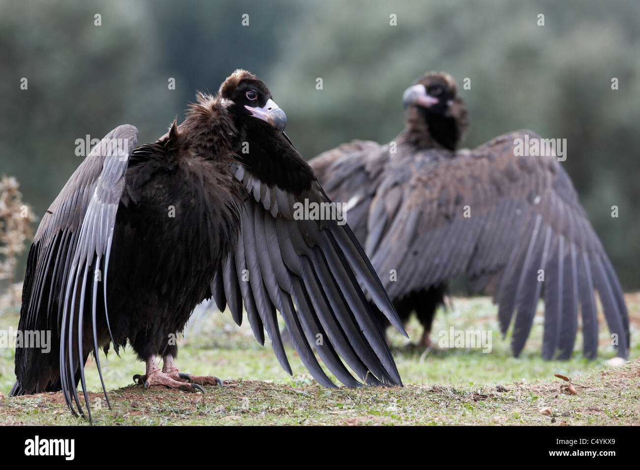 (Coprinus noir européen monachus). Deux personnes debout sur le terrain avec les ailes ouvertes. Banque D'Images