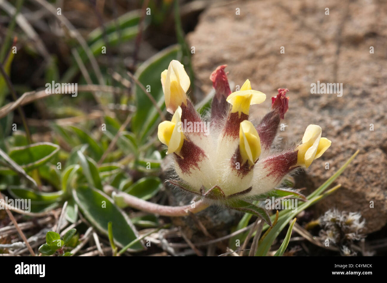 La vesce de rein (Anthyllis vulneraria) fleurs de vif de Hamar NNR sont un jaune plus pâle que ceux des autres régions du Shetland. Banque D'Images