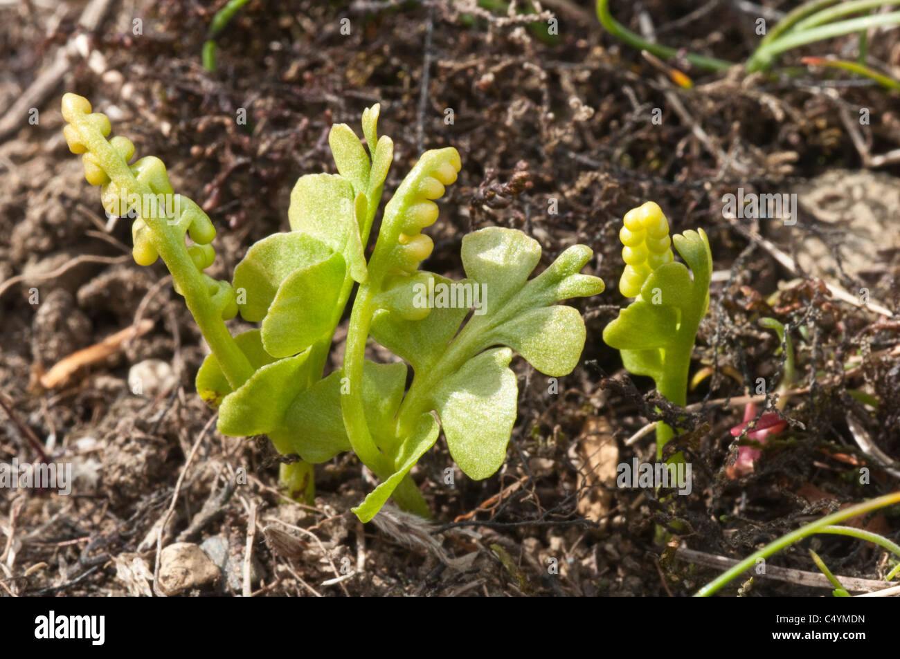 Botryche lunaire (Botrychium lunaria) frondes et pointes porteuses de spores désireux de Hamar NNR Unst Shetland Ecosse UK Europe Juin Banque D'Images