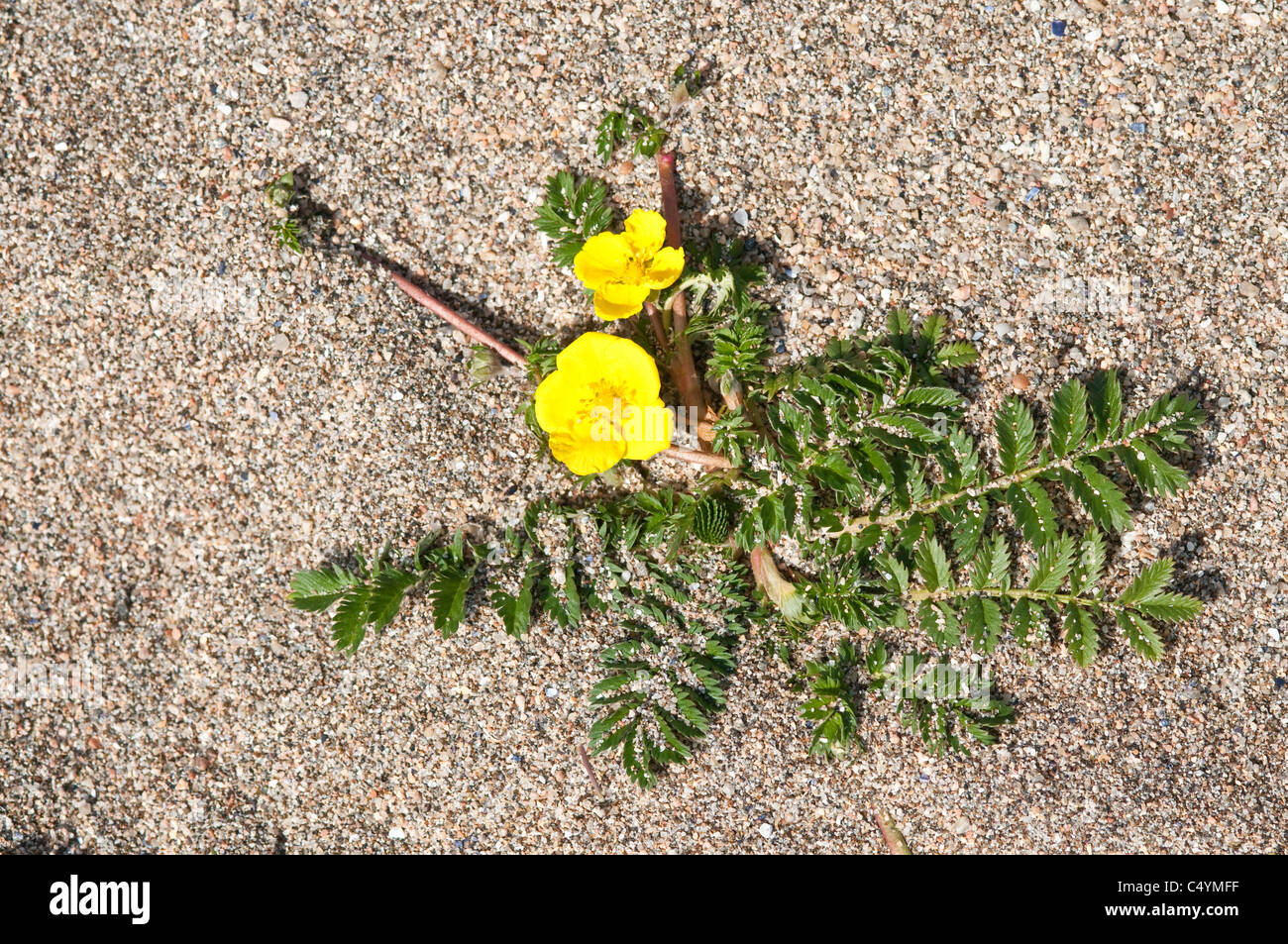 Silverweed (Potentilla anserina  = Argentine anserina) fleurs le sable côtier habitat rampante Unst Shetland UK Banque D'Images