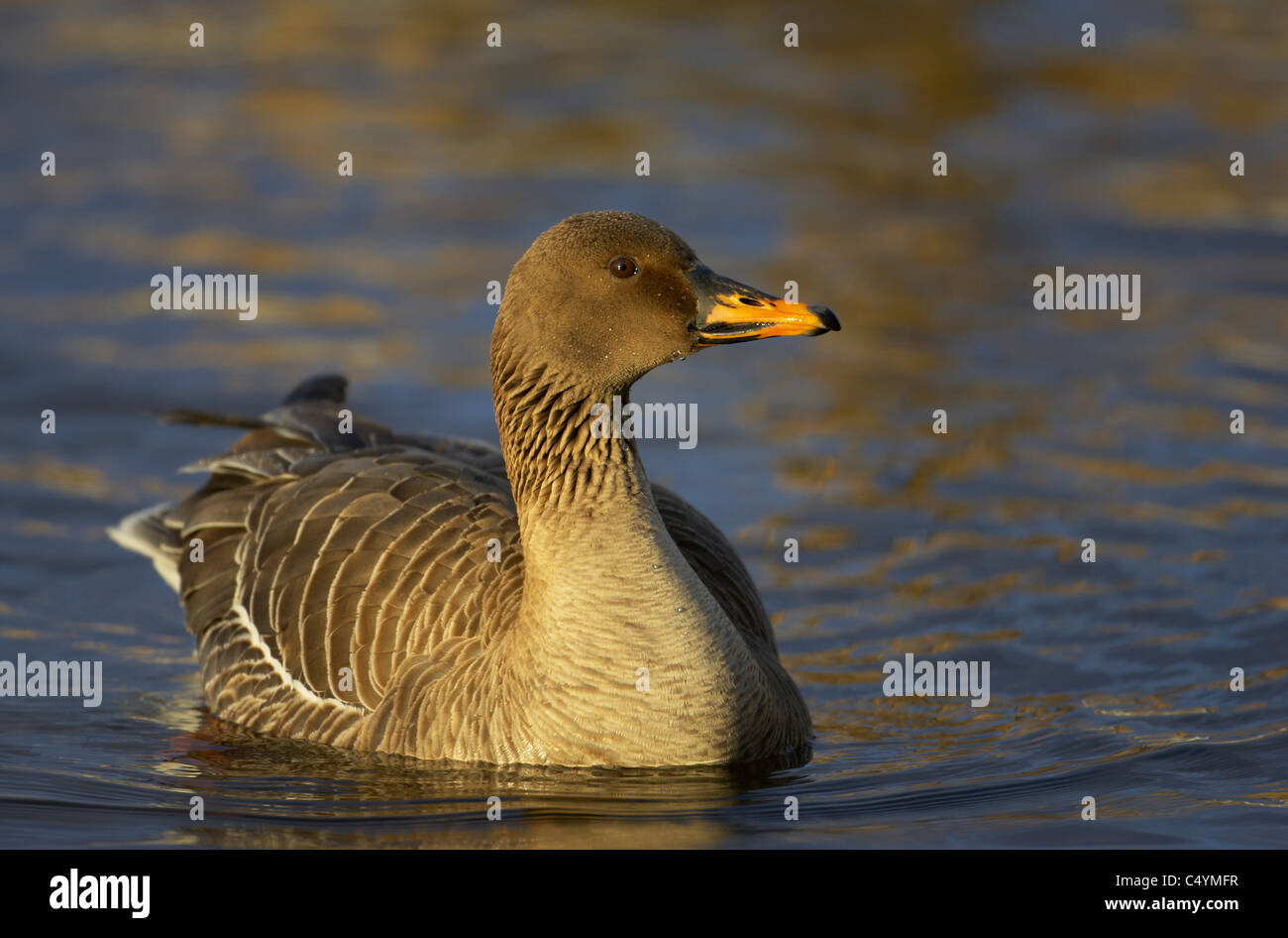 Bean goose (Anser fabalis), des profils sur l'eau. Banque D'Images