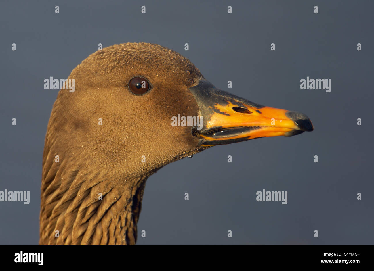 Bean goose (Anser fabalis), portrait d'adulte. Banque D'Images