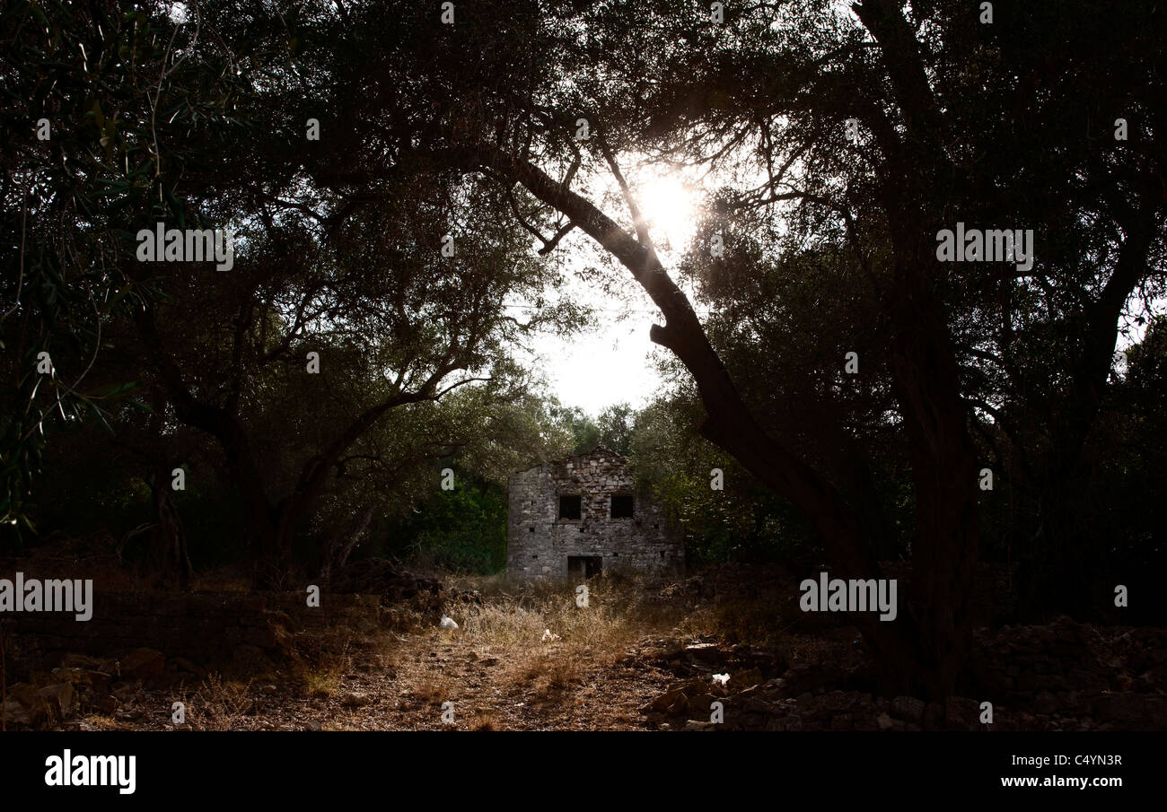 Une ferme abandonnée, entourée par des oliviers. Paxos, Grèce. Banque D'Images