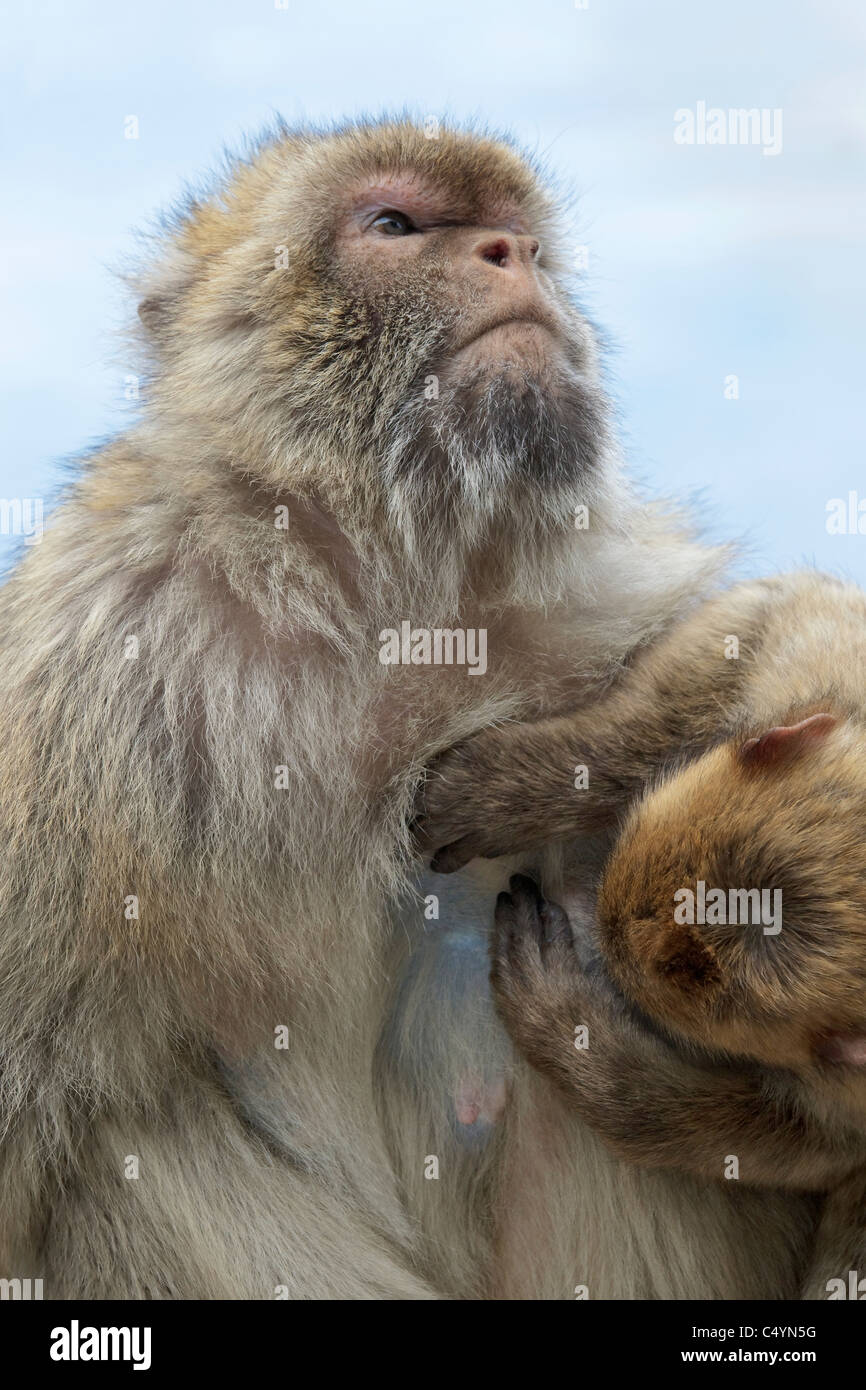 Une femelle et mâle bébé Macaque de Barbarie était assis sur le mur le toilettage au rocher de Gibraltar - Europe's seulement primate Macaca sylvanus Banque D'Images