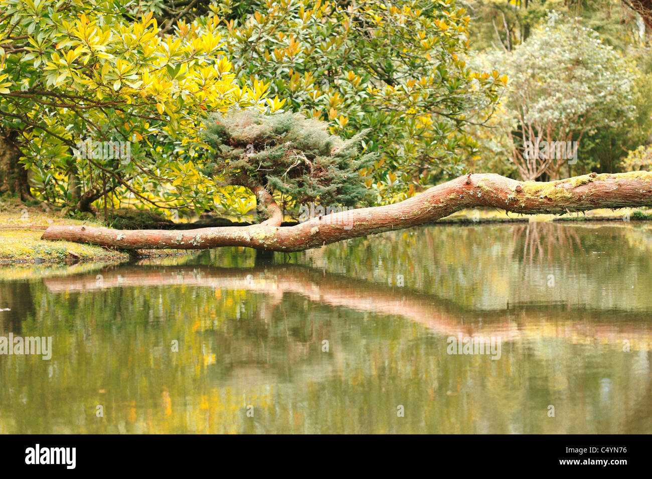 Un journal reflétée sur la surface d'un étang dans le parc Terra Nostra Terra Nostra). L'île de São Miguel, Furnas, Açores, Portugal Banque D'Images