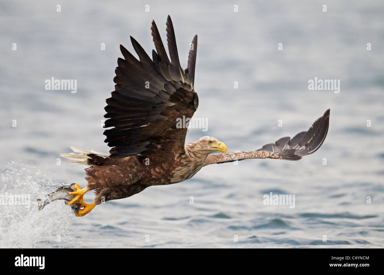 Aigle de Virginie (Haliaeetus albicilla), des profils d'attraper un poisson. Banque D'Images