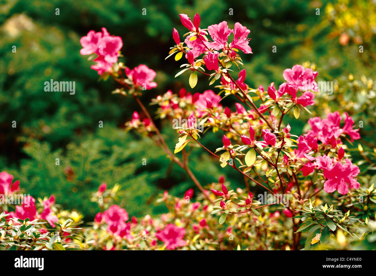 La floraison des azalées en Parque Terra Nostra. L'île de São Miguel, Furnas, Açores, Portugal. Banque D'Images