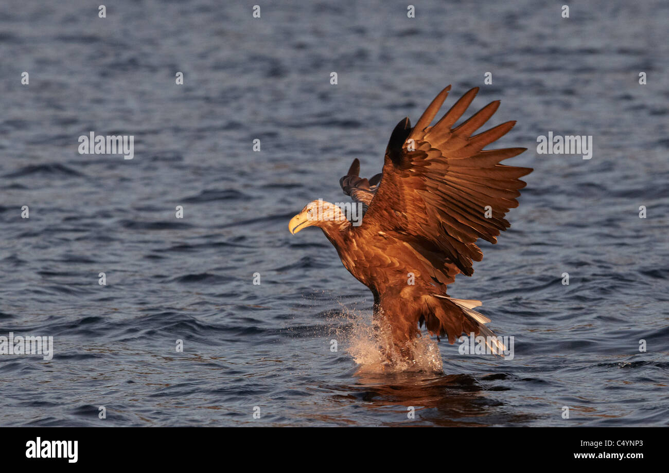 Aigle de Virginie (Haliaeetus albicilla), des profils d'attraper un poisson. Banque D'Images