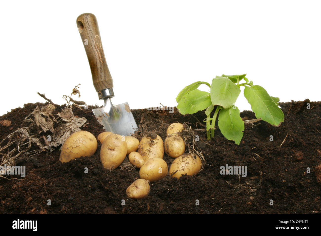 Les pommes de terre nouvelles fraîchement creusée dans la terre avec une truelle de jardin Banque D'Images