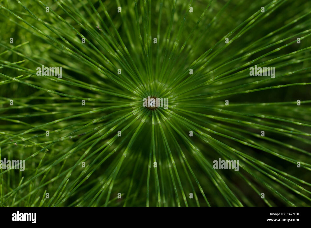 Un gros plan (macro) vue d'un pine est une plante avec les feuilles faisant un schéma circulaire Banque D'Images