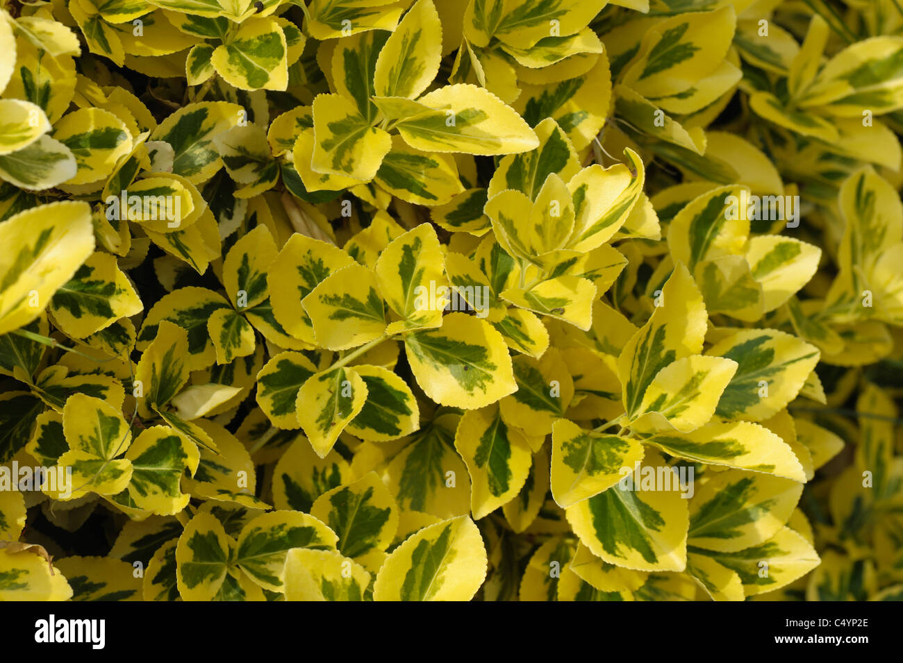 Les feuilles, le feuillage des arbustes du jardin des Aureo-Marginata Euonymnus japonica ' Banque D'Images Les feuilles, le feuillage des arbustes du jardin des Aureo-Marginata Euonymnus japonica ' Banque D'Images