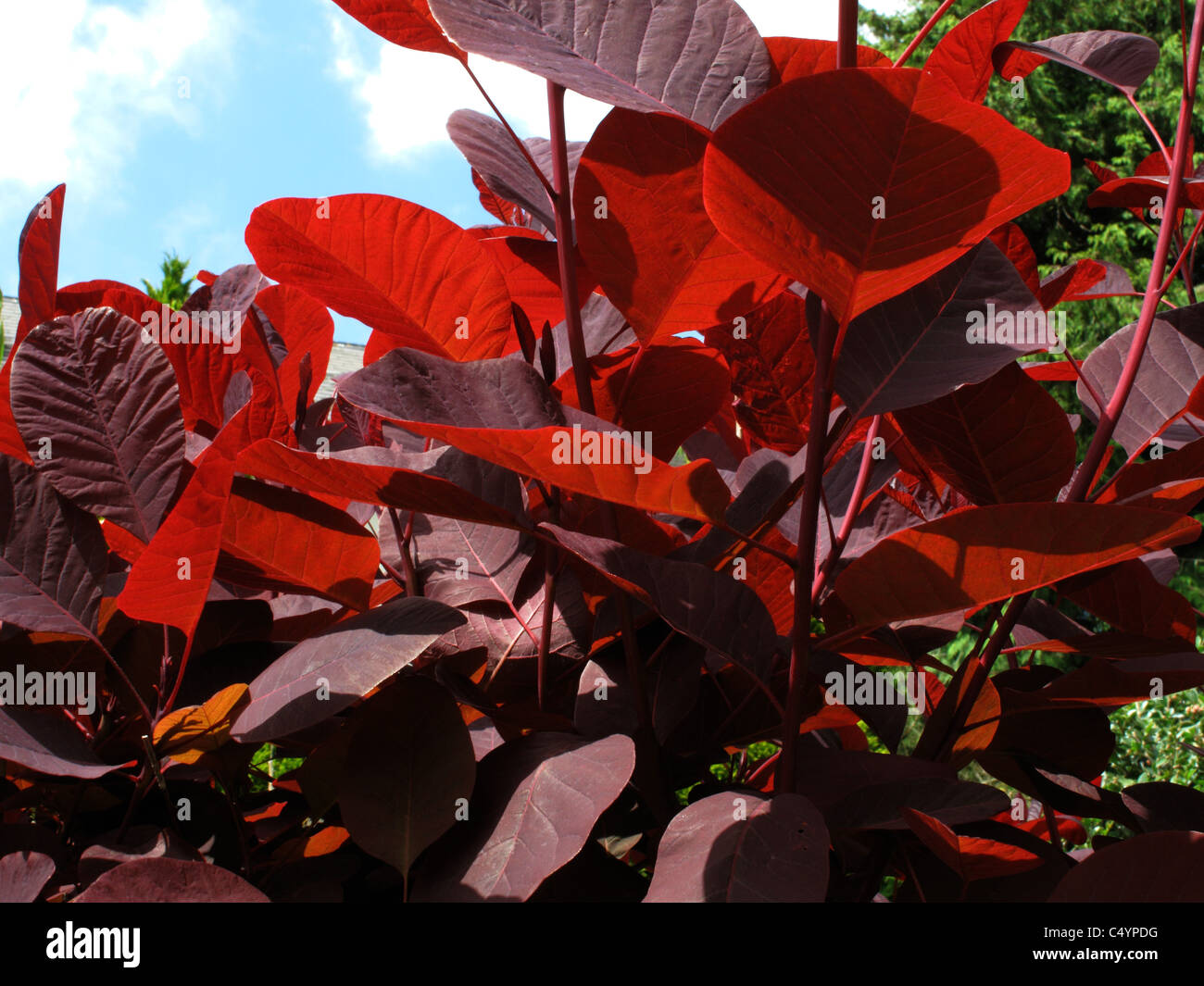 La lumière qui brillait à travers les feuilles d'un rouge foncé smoke tree (Prunus serrula) Banque D'Images