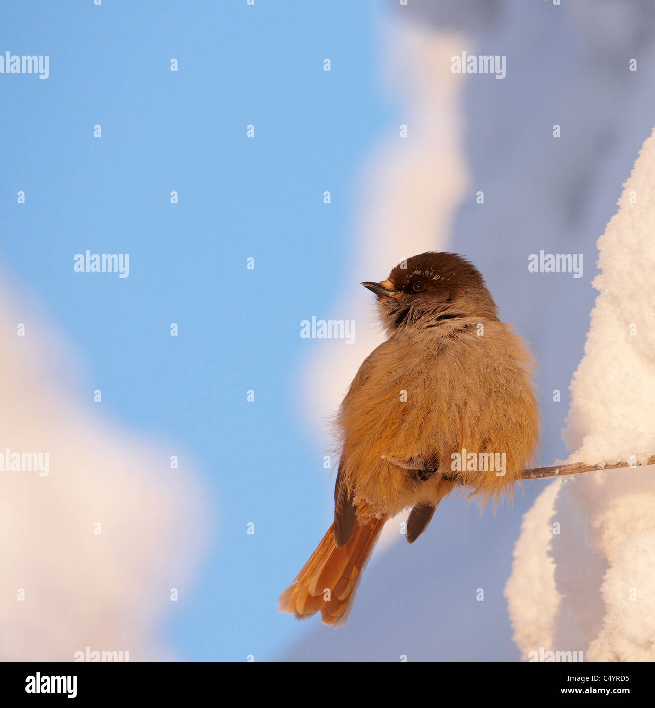 (Perisoreus infaustus de Sibérie), perché sur un rameau de neige. La Finlande. Banque D'Images (Perisoreus infaustus de Sibérie), perché sur un rameau de neige. La Finlande. Banque D'Images
