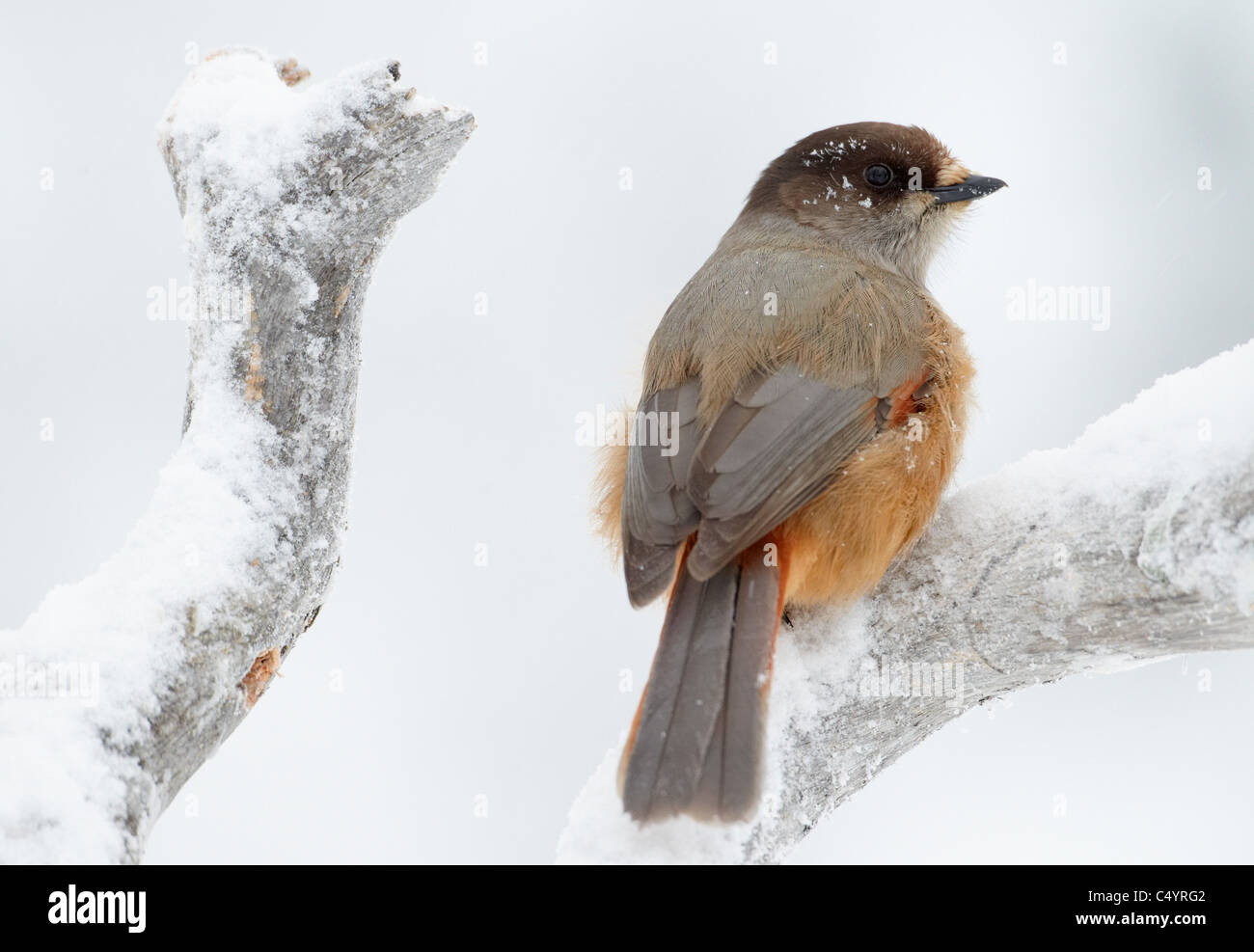 (Perisoreus infaustus de Sibérie), perché sur une branche enneigée. Banque D'Images (Perisoreus infaustus de Sibérie), perché sur une branche enneigée. Banque D'Images
