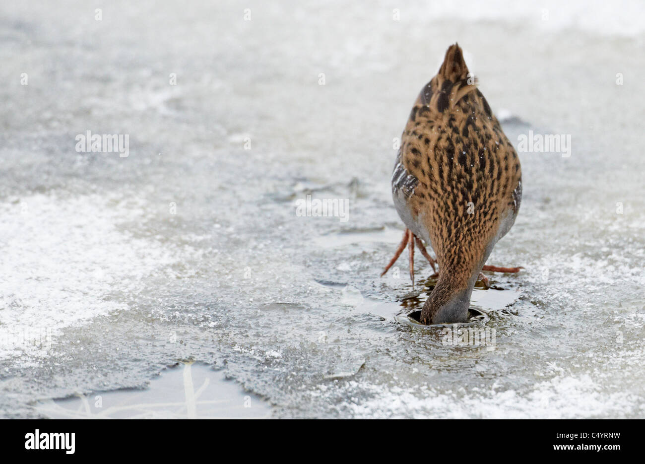 Rampe d'eau (Rallus aquaticus) à la recherche de nourriture à travers un trou dans la glace. Banque D'Images
