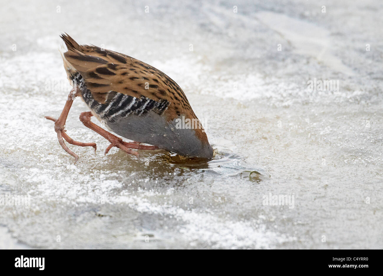 Rampe d'eau (Rallus aquaticus) à la recherche de nourriture à travers un trou dans la glace. La Finlande. Banque D'Images
