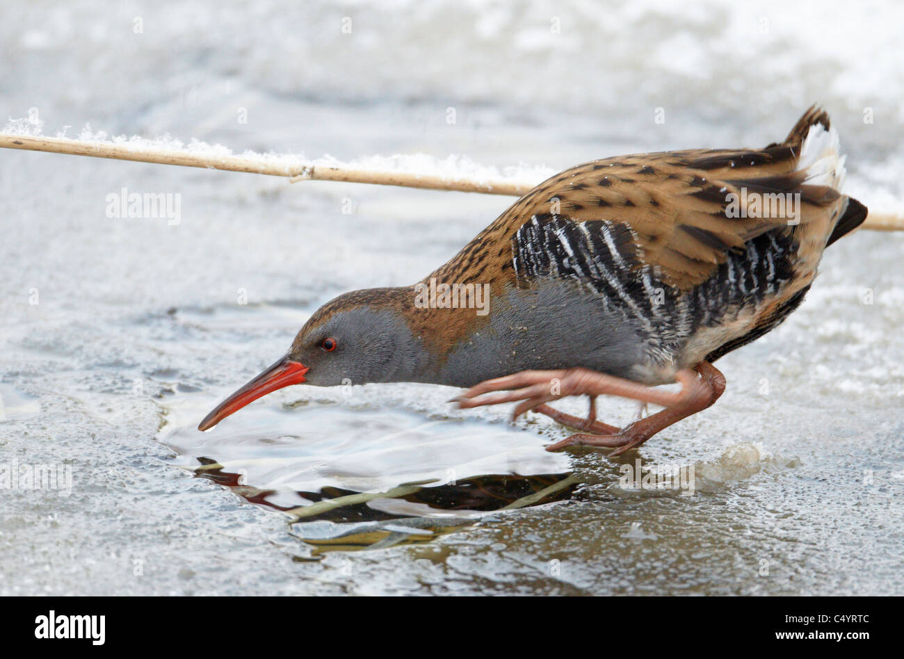 Rampe d'eau (Rallus aquaticus) en quête de l'eau glacée. Banque D'Images