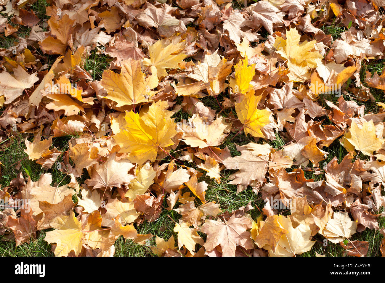 Arrière-plan de feuilles d'érable aux couleurs automnales. Banque D'Images