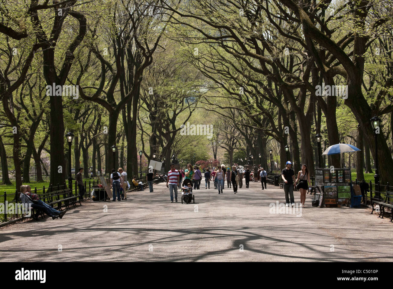 Elm arbres le long de Poet's Walk, Central Park, New York Banque D'Images
