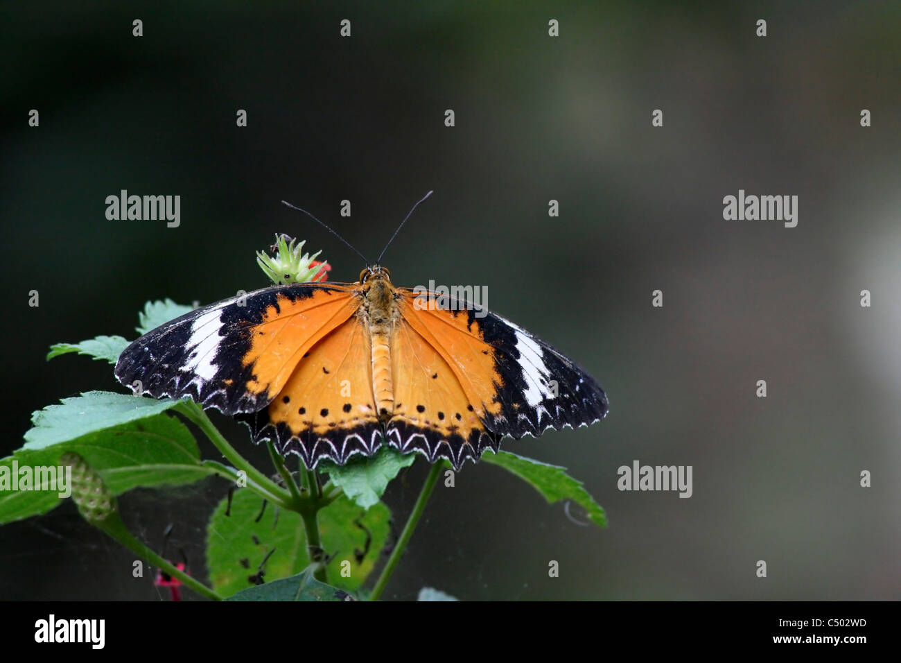 Cethosia hypsea chrysope (Malais) Elle va de l'Inde à l'Asie du Sud-Est. Photographié au Cambodge Banque D'Images