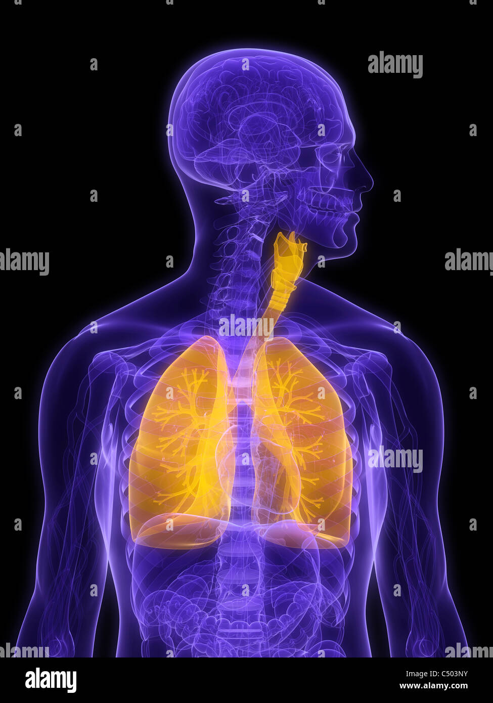 Poumon humain Banque D'Images