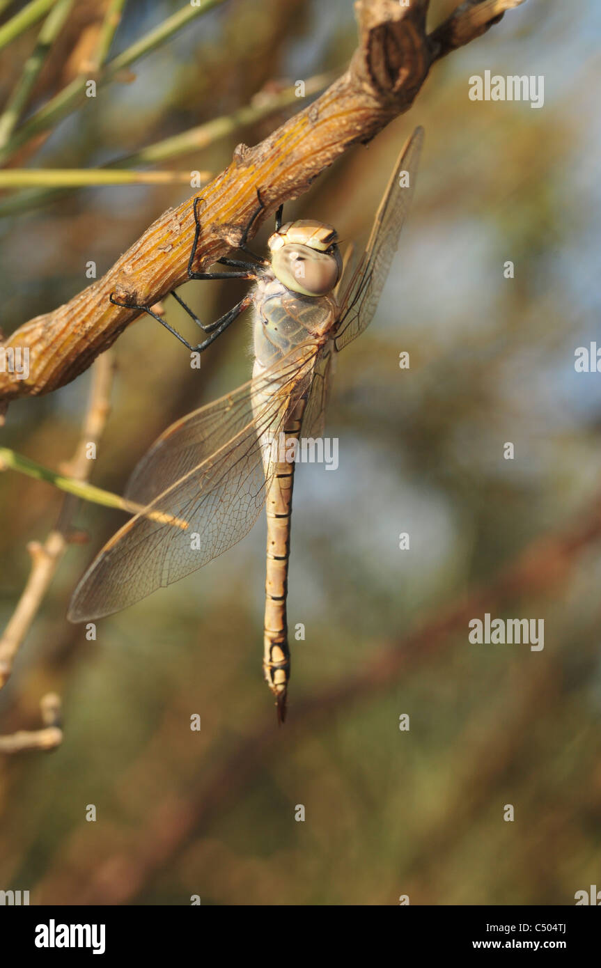 Bleu Libellule ou empereur empereur (Anax imperator) Banque D'Images