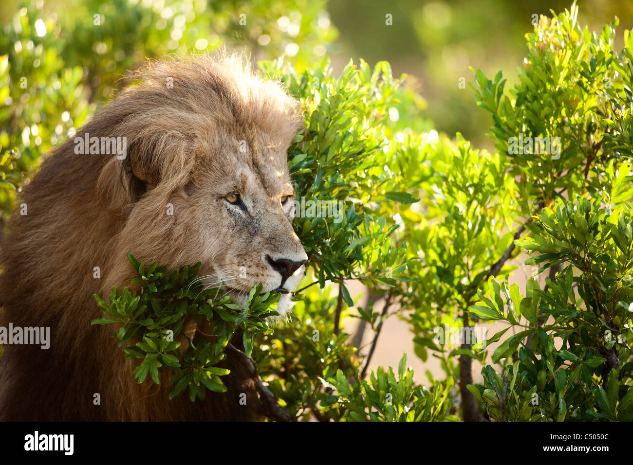 Un lion mâle en bonne santé lui-même a l'aide d'une douille de rayures. Le Masai Mara north conservancy, au Kenya. Banque D'Images