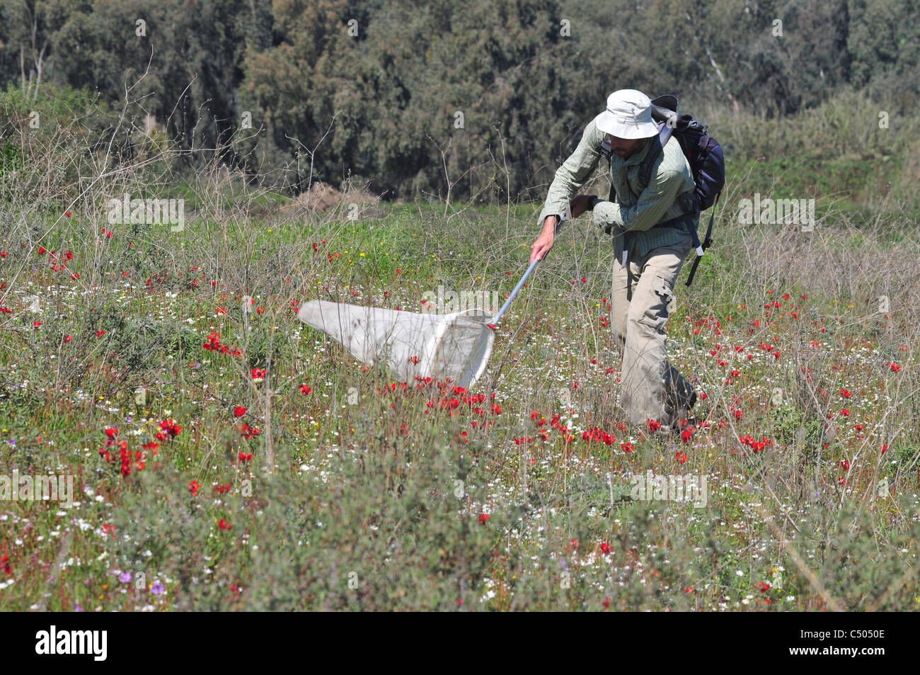 La collecte d'insectes. À l'aide d'un filet pour attraper l'entomologiste spécimens d'insectes dans un champ au printemps en Israël Banque D'Images