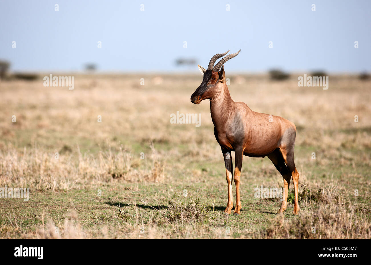 Une alerte homme Topi. Le Masai Mara, Kenya. Banque D'Images