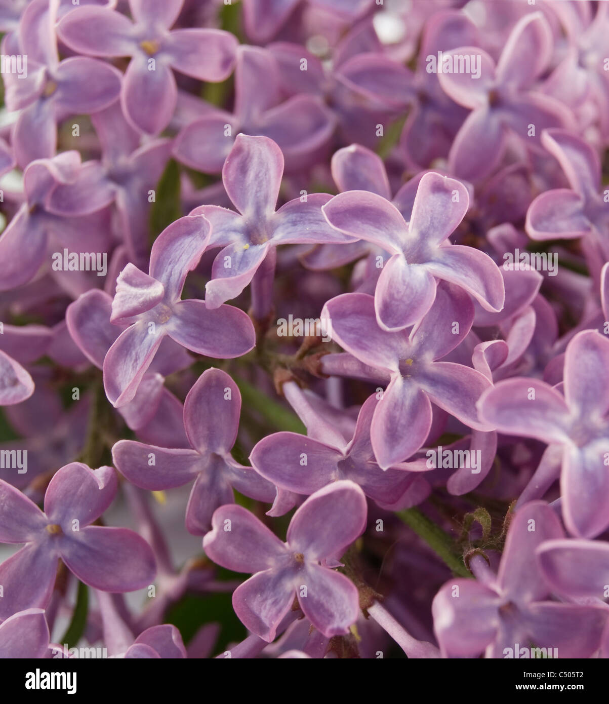 Fond de fleurs lilas - dof peu profondes Banque D'Images