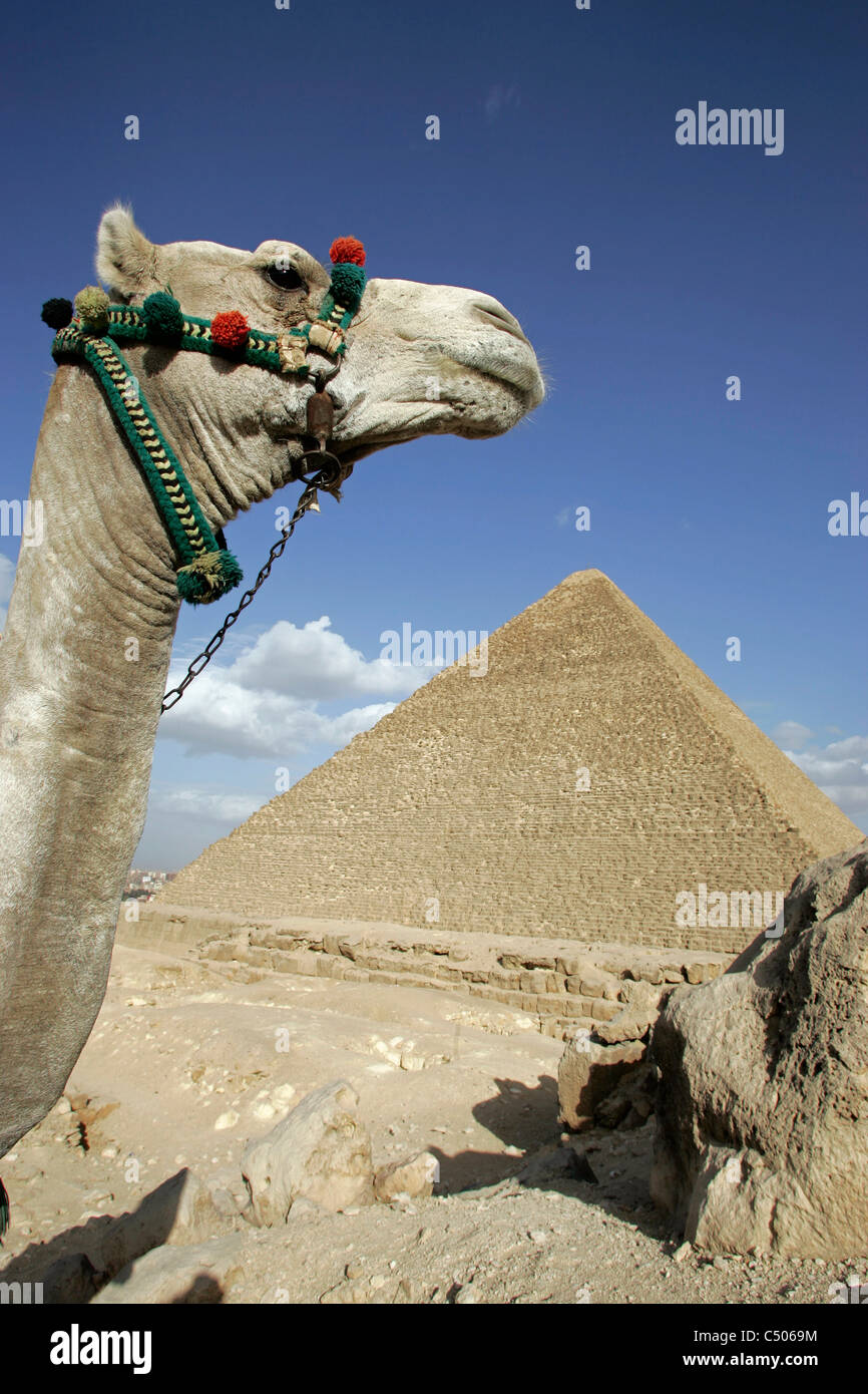 Un chameau en face de la grande pyramide de Chéops à Gizeh, Le Caire, Égypte. Banque D'Images