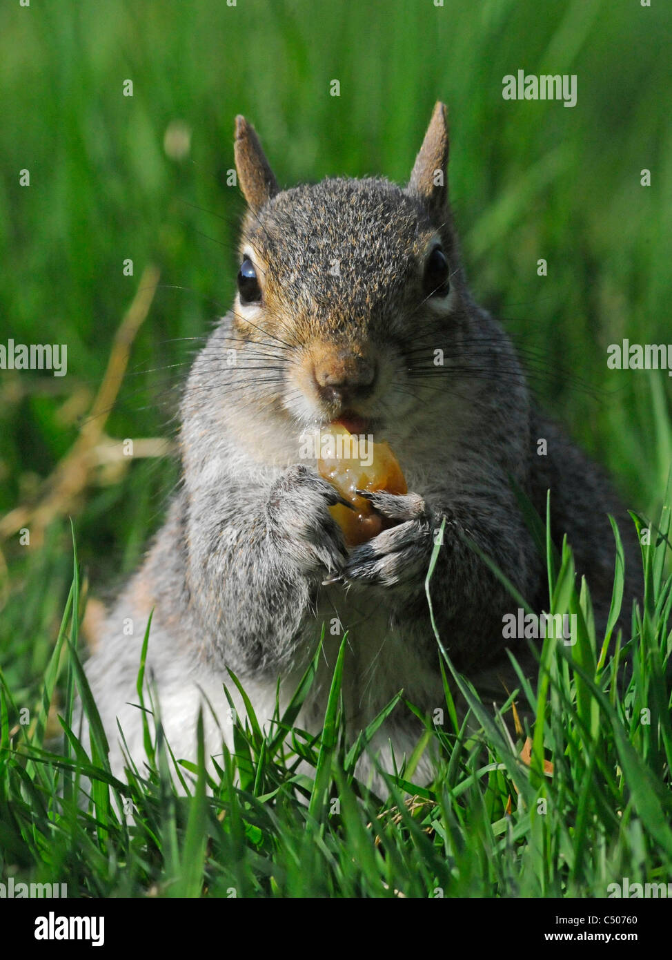 Un écureuil gris de manger un raisin. Banque D'Images