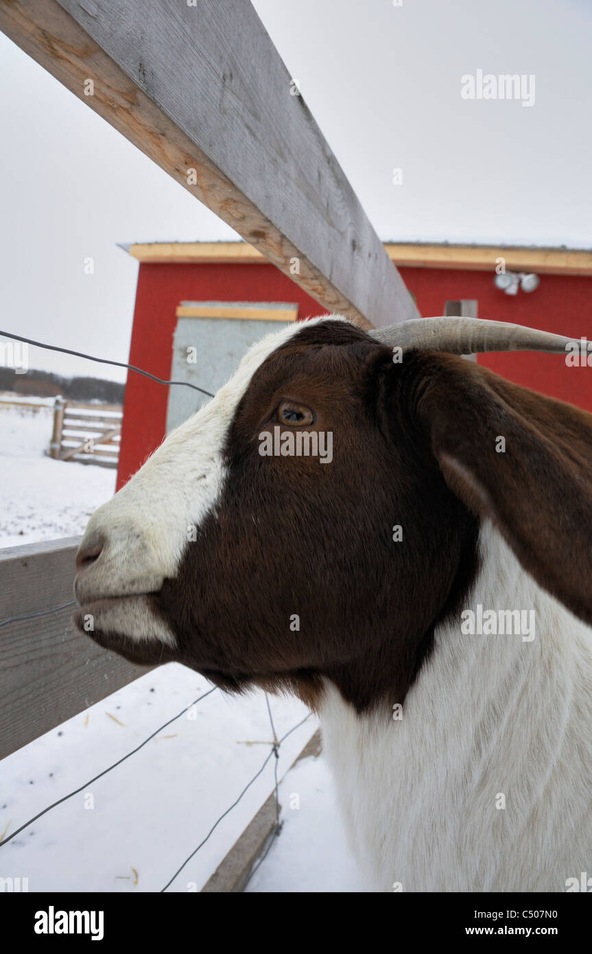 Chèvres Boer à manger une petite chèvre ferme en Saskatchewan, Canada durant les mois d'hiver. Banque D'Images