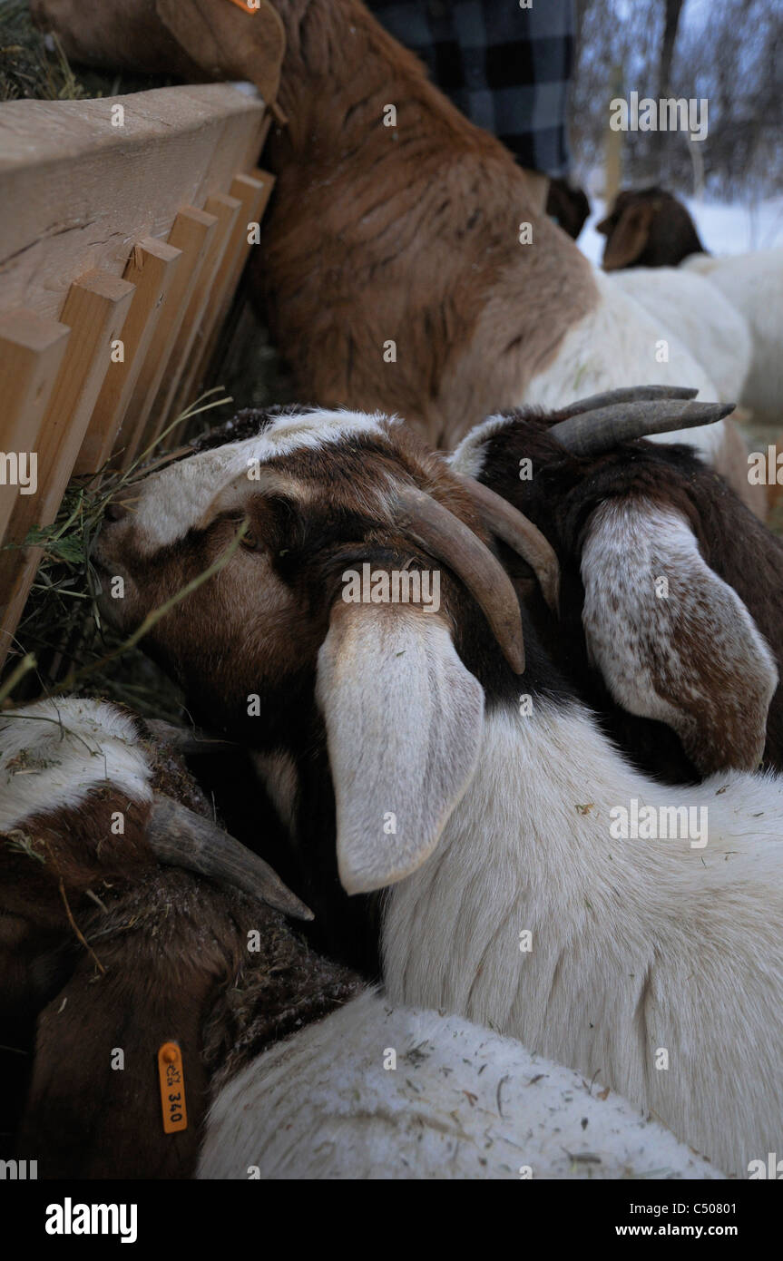 Chèvres Boer à manger une petite chèvre ferme en Saskatchewan, Canada durant les mois d'hiver. Banque D'Images