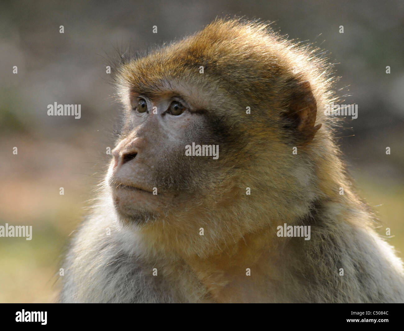 Le visage d'un singe barbay, un macaque de barbarie. Banque D'Images