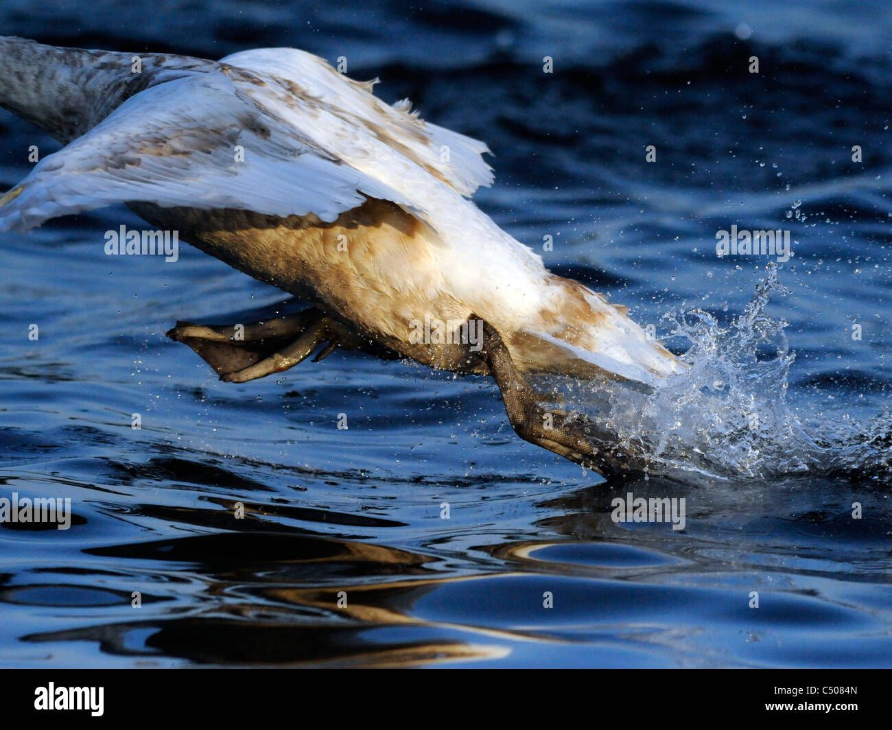 Un jeune swan décoller de l'eau. Banque D'Images