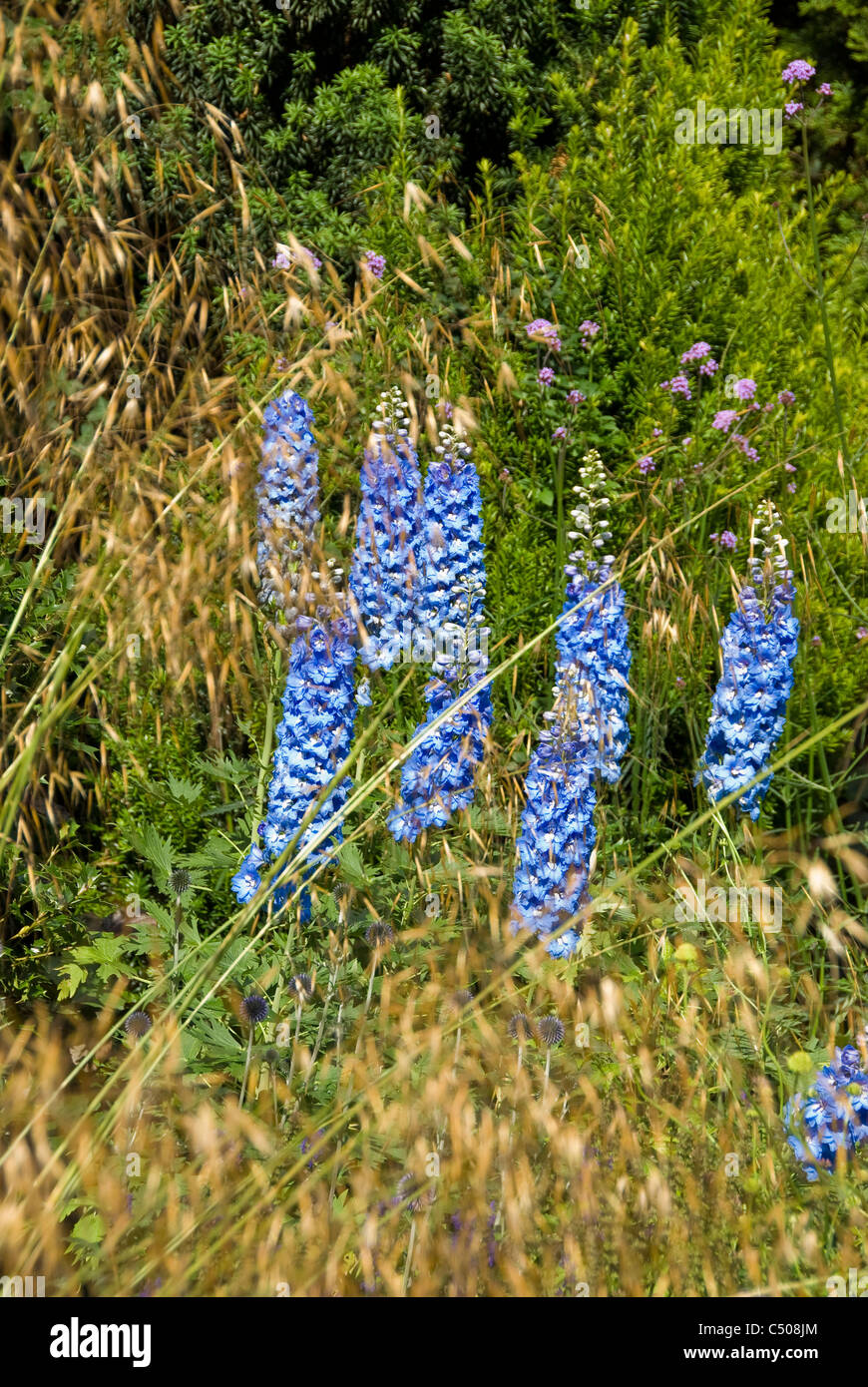 Cupid Delphinium bleu par Stipa gigantea. Banque D'Images