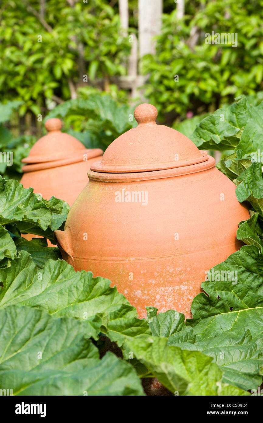 La rhubarbe, Rheum rhabarbarum, et forçant pots en avril, RHS Rosemoor, Devon, Angleterre, Royaume-Uni Banque D'Images