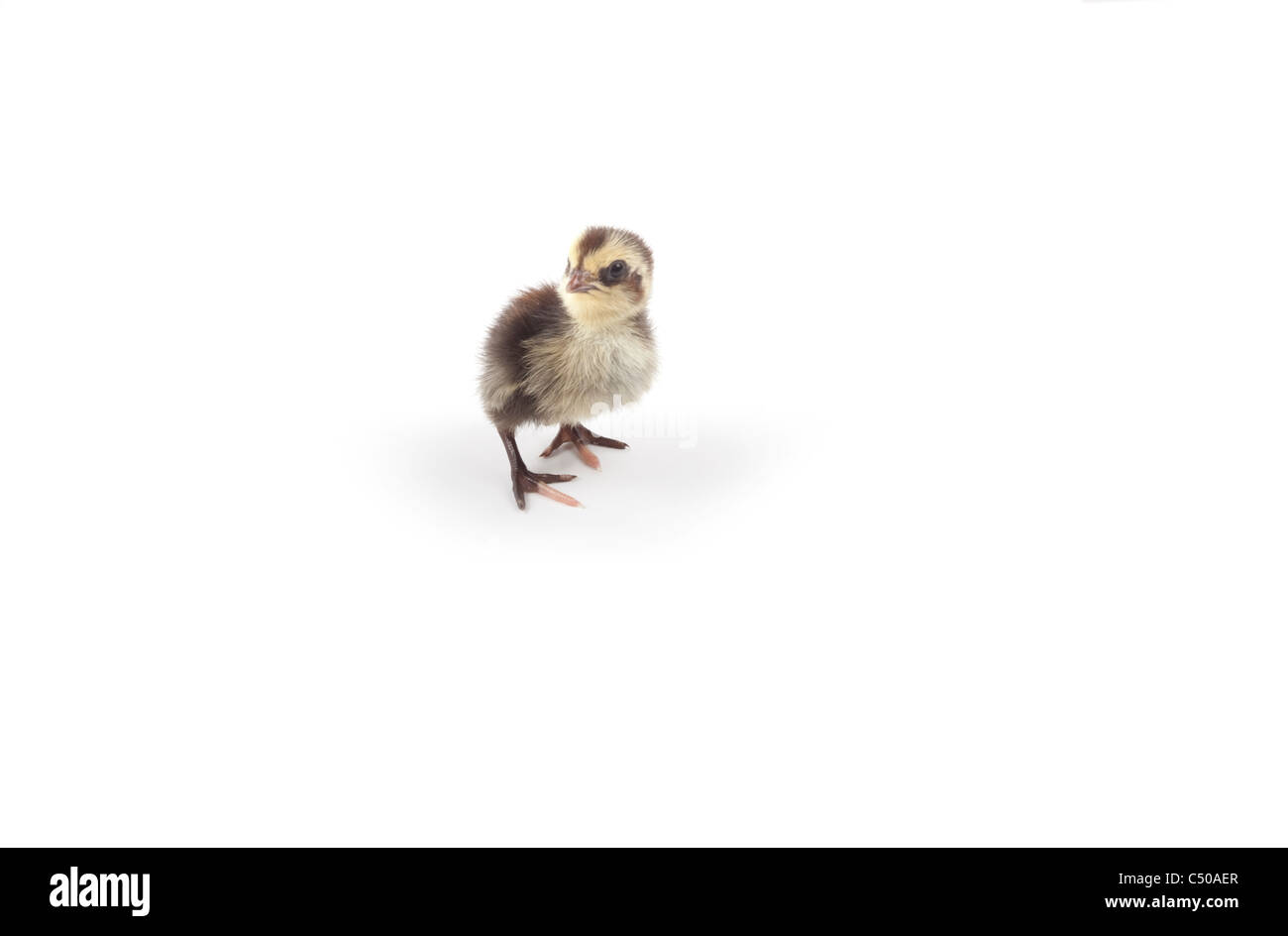 Poussin de caille isolé sur fond blanc Banque D'Images