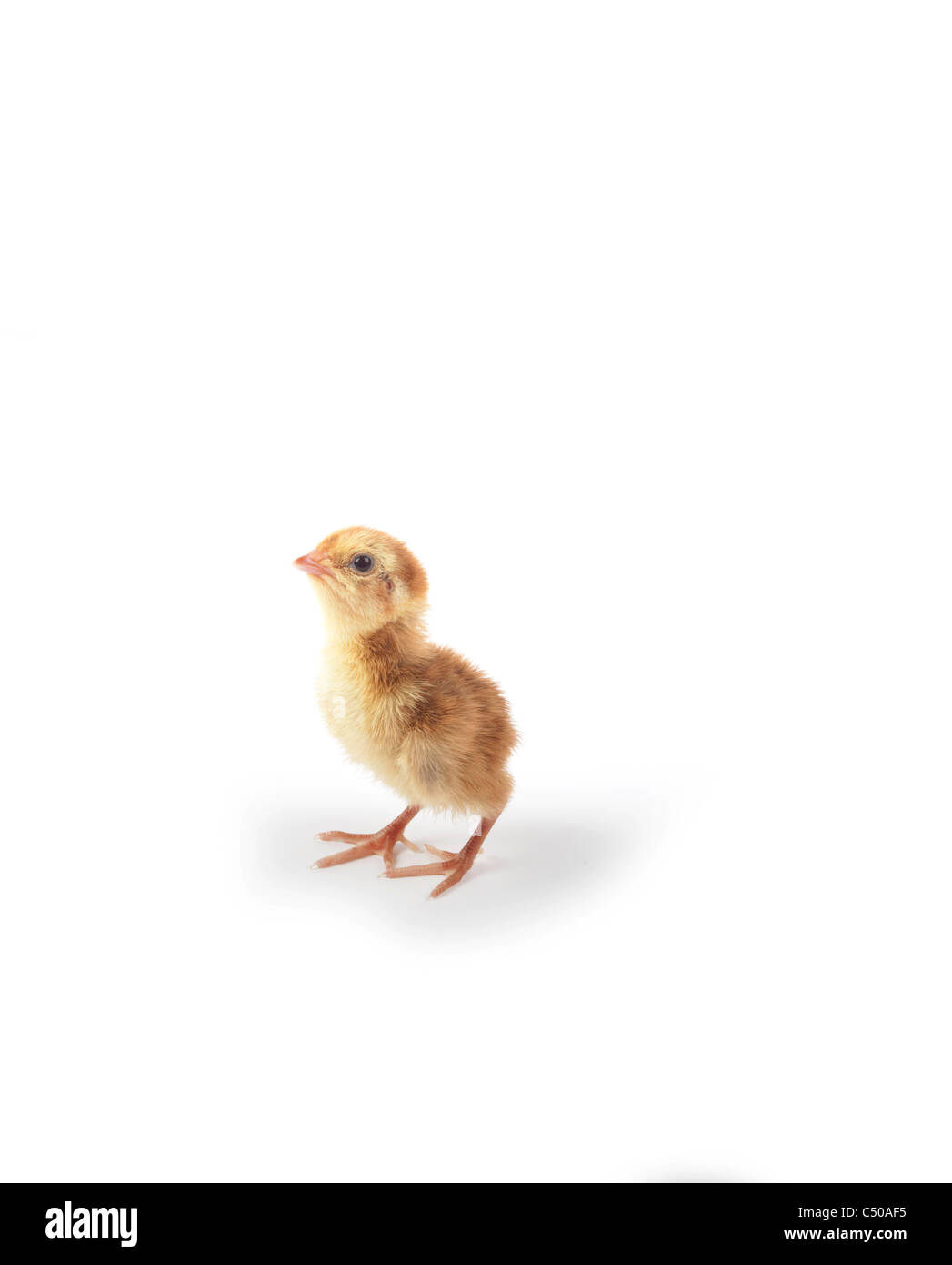 Poussin de caille isolé sur fond blanc Banque D'Images