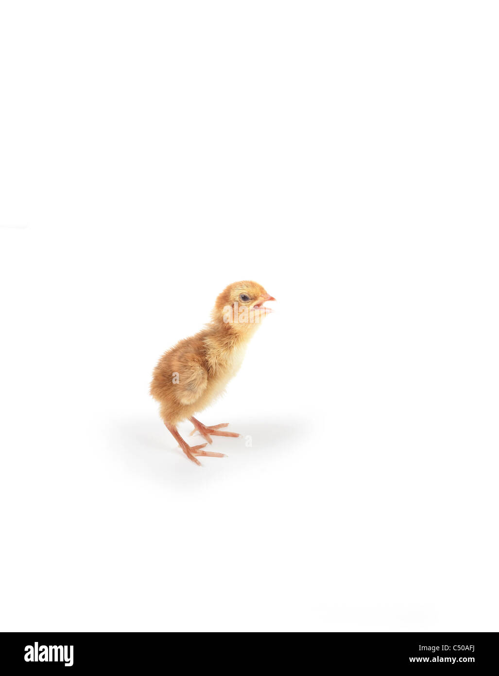 Poussin de caille isolé sur fond blanc Banque D'Images